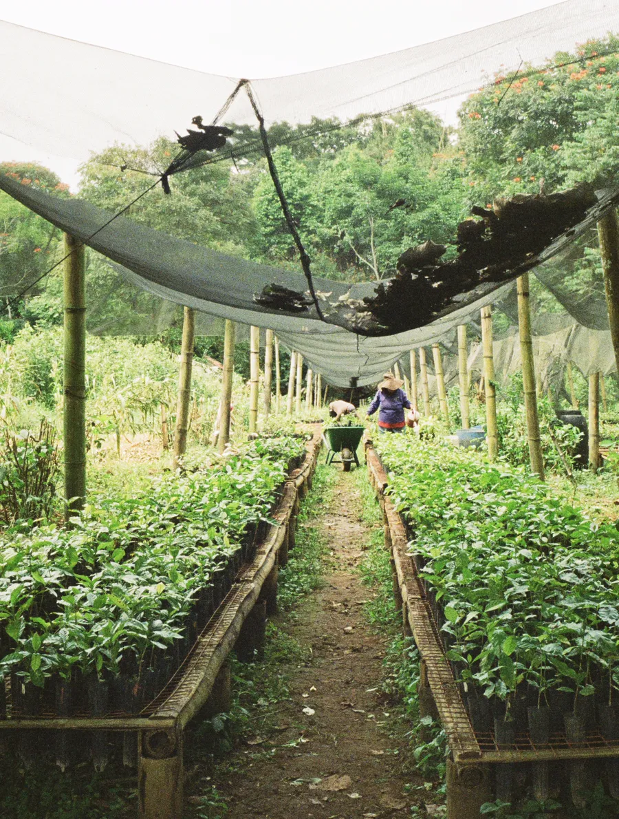 Local Philippine produce