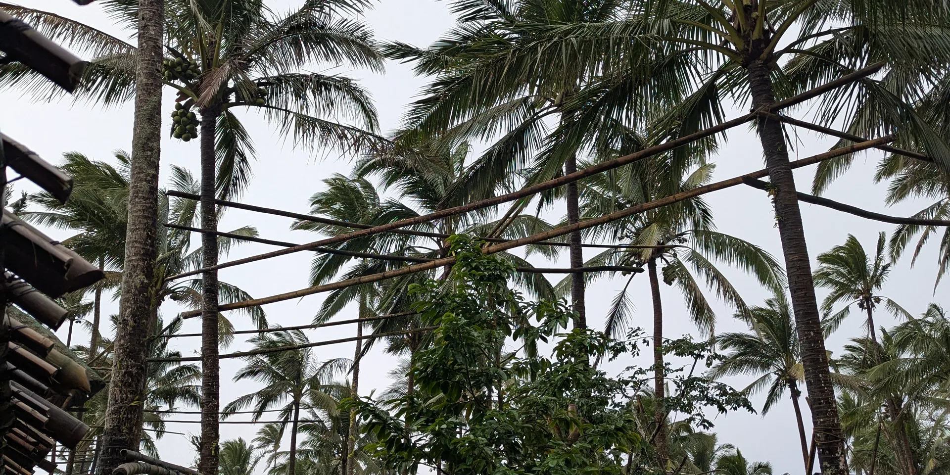 Lambanog distillation at Esmeris