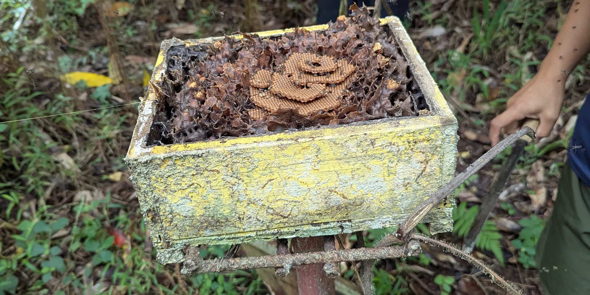 Thriving stingless bee colonies surrounded by flowering Philippine flora