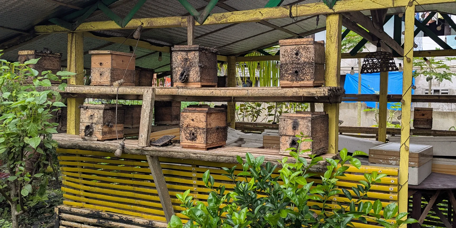 Annie Joy de Roxas showing stingless bee hives