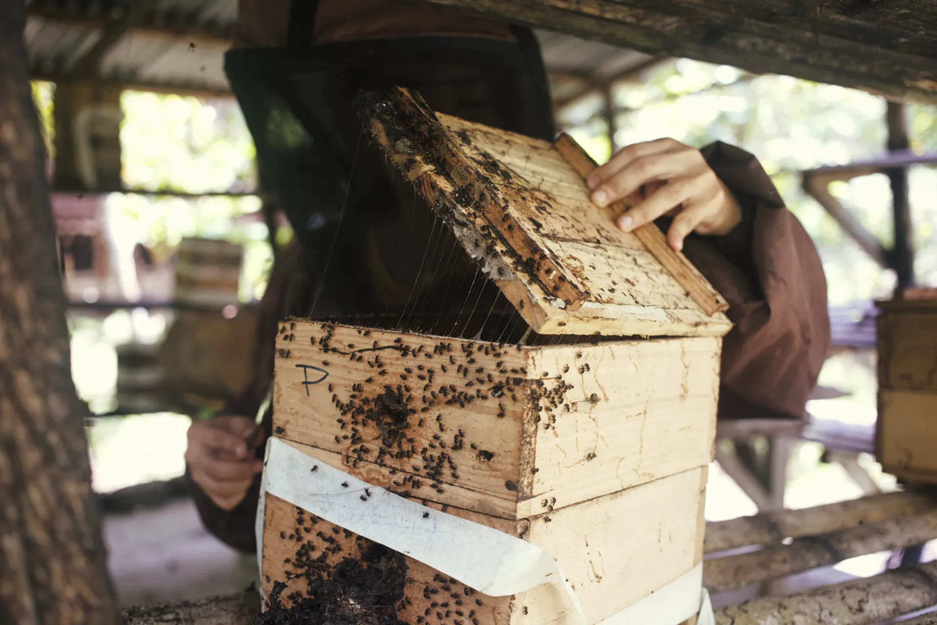 Annie opening up a stingless bee hive