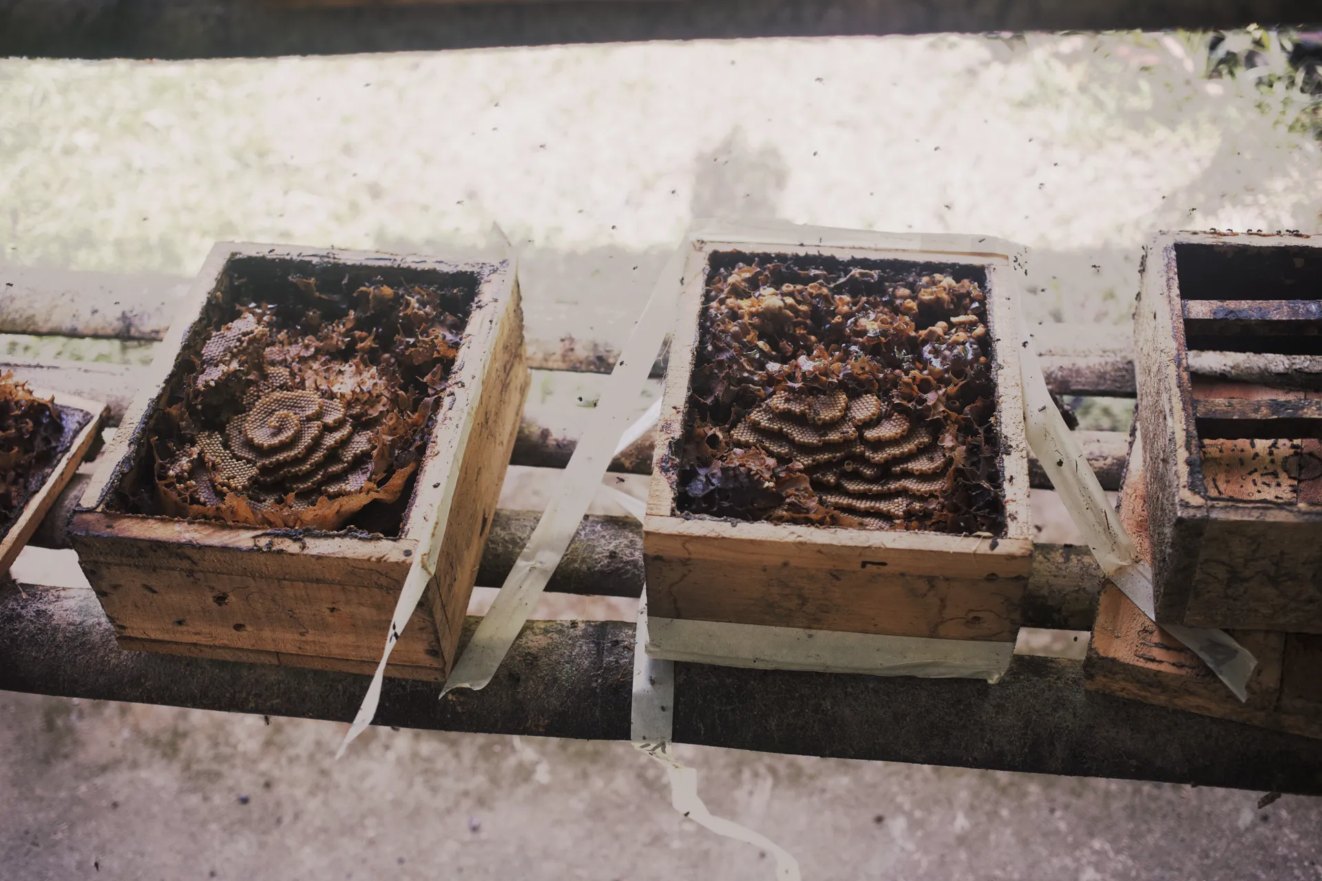 stingless bee hives